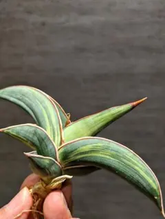 2026年最新】サンスベリア ロリダ 斑入りの人気アイテム - メルカリ