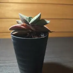 2026年最新】ガステリア恐竜の人気アイテム - メルカリ