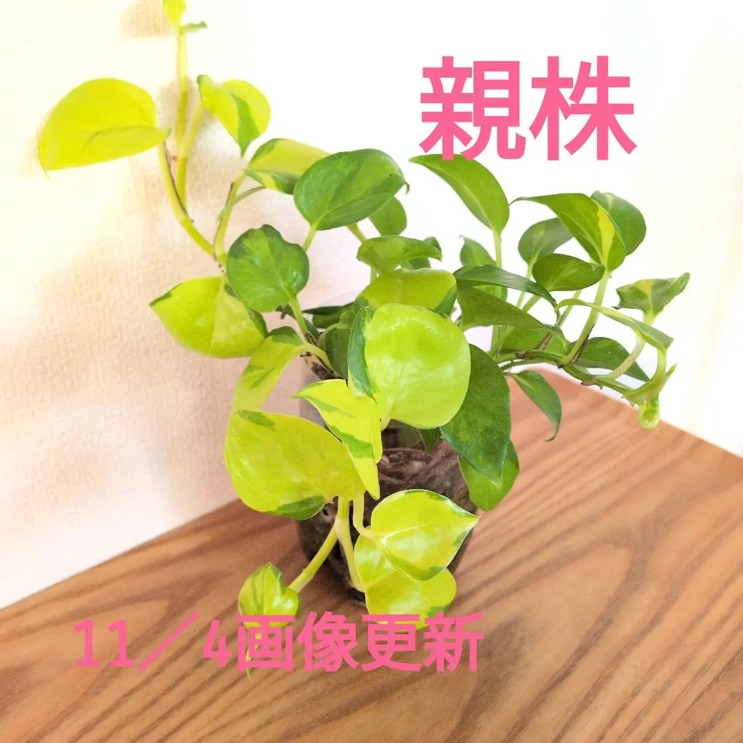 2026年最新】AWファンタジー ポトスの人気アイテム - メルカリ