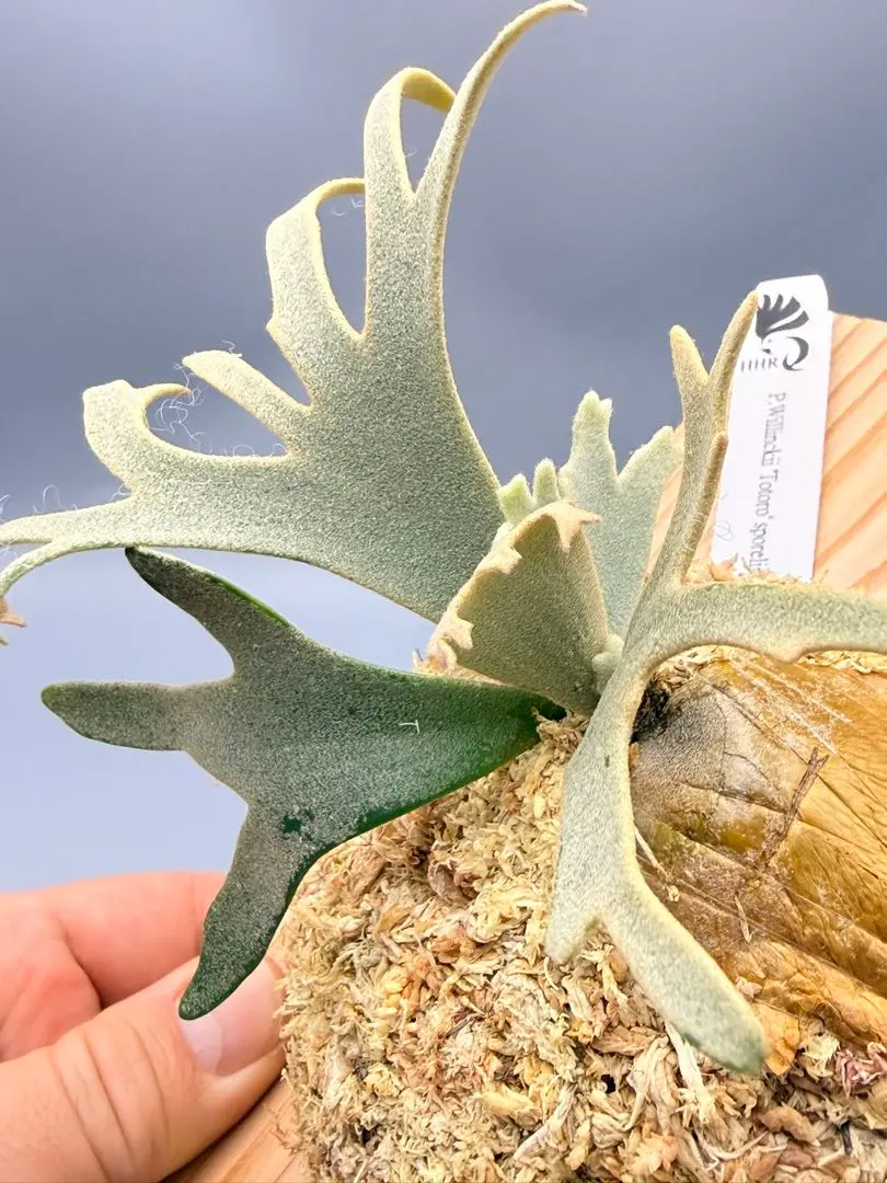 2026年最新】totoro sporeの人気アイテム - メルカリ