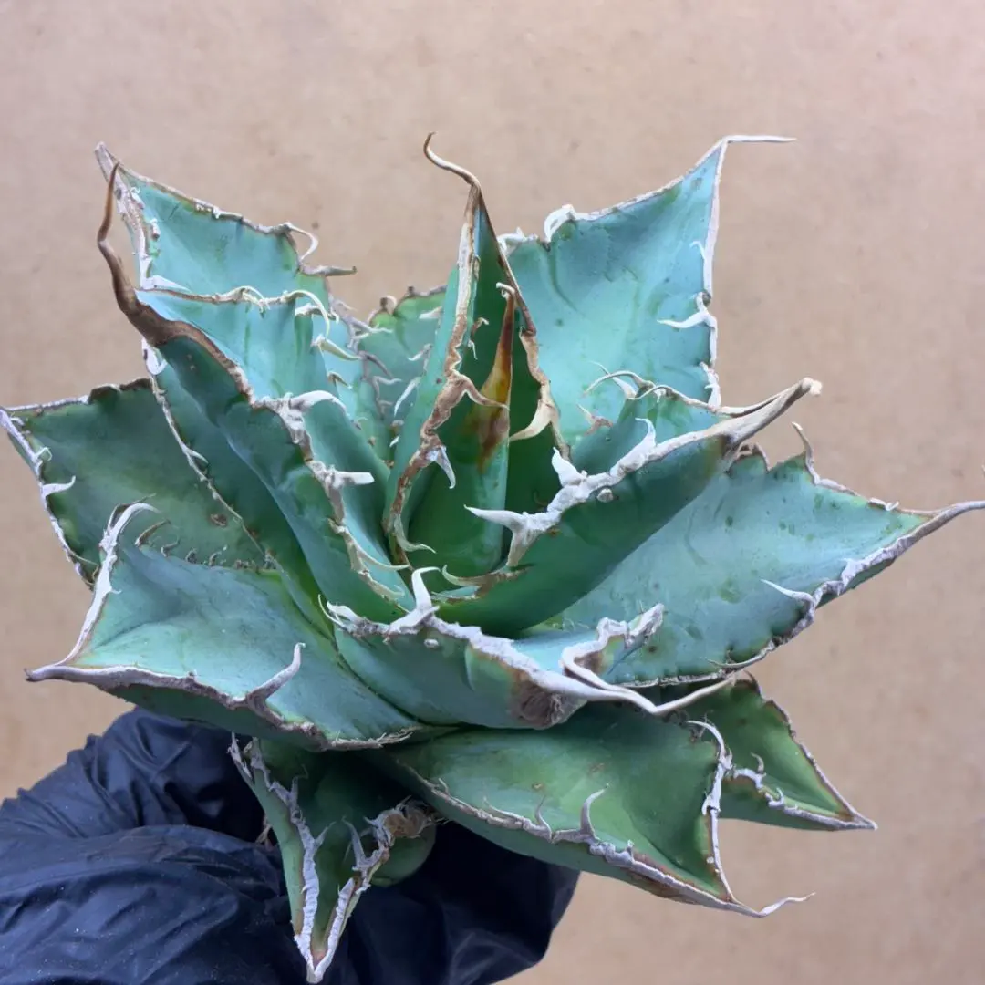 2026年最新】アガベスーパーボールの人気アイテム - メルカリ