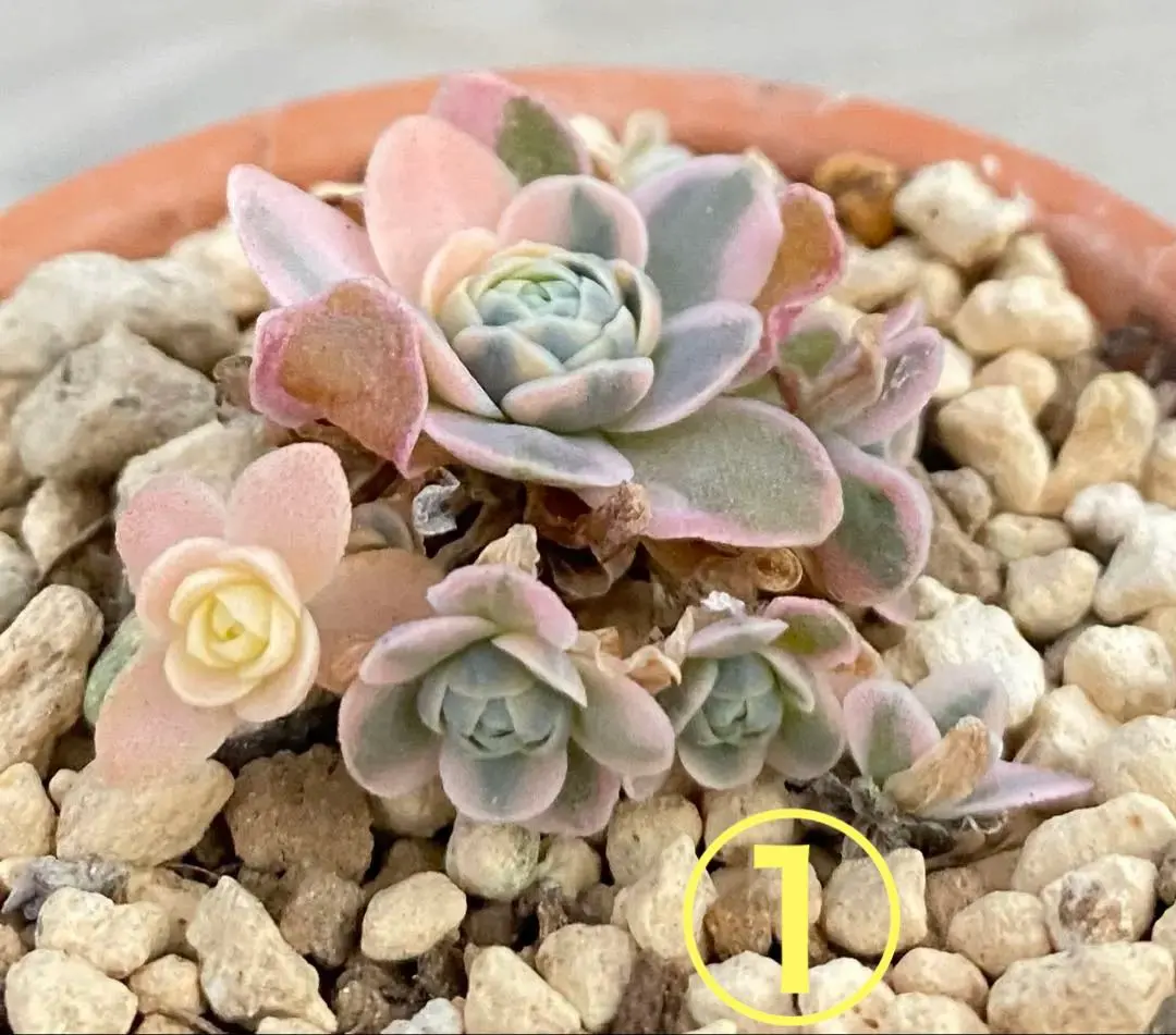 2026年最新】子持ち蓮華錦 鏡花の人気アイテム - メルカリ