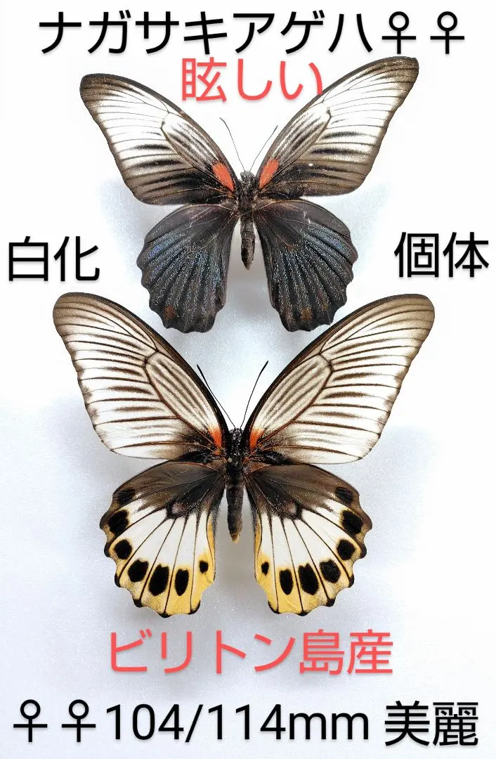 2026年最新】ナガサキアゲハ標本の人気アイテム - メルカリ