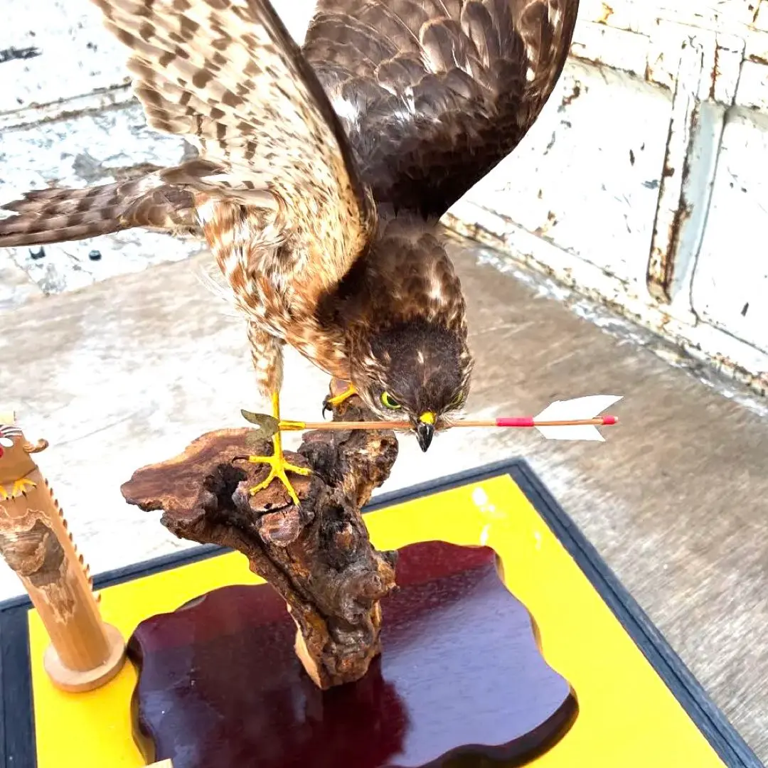 2026年最新】鷹 剥製の人気アイテム - メルカリ