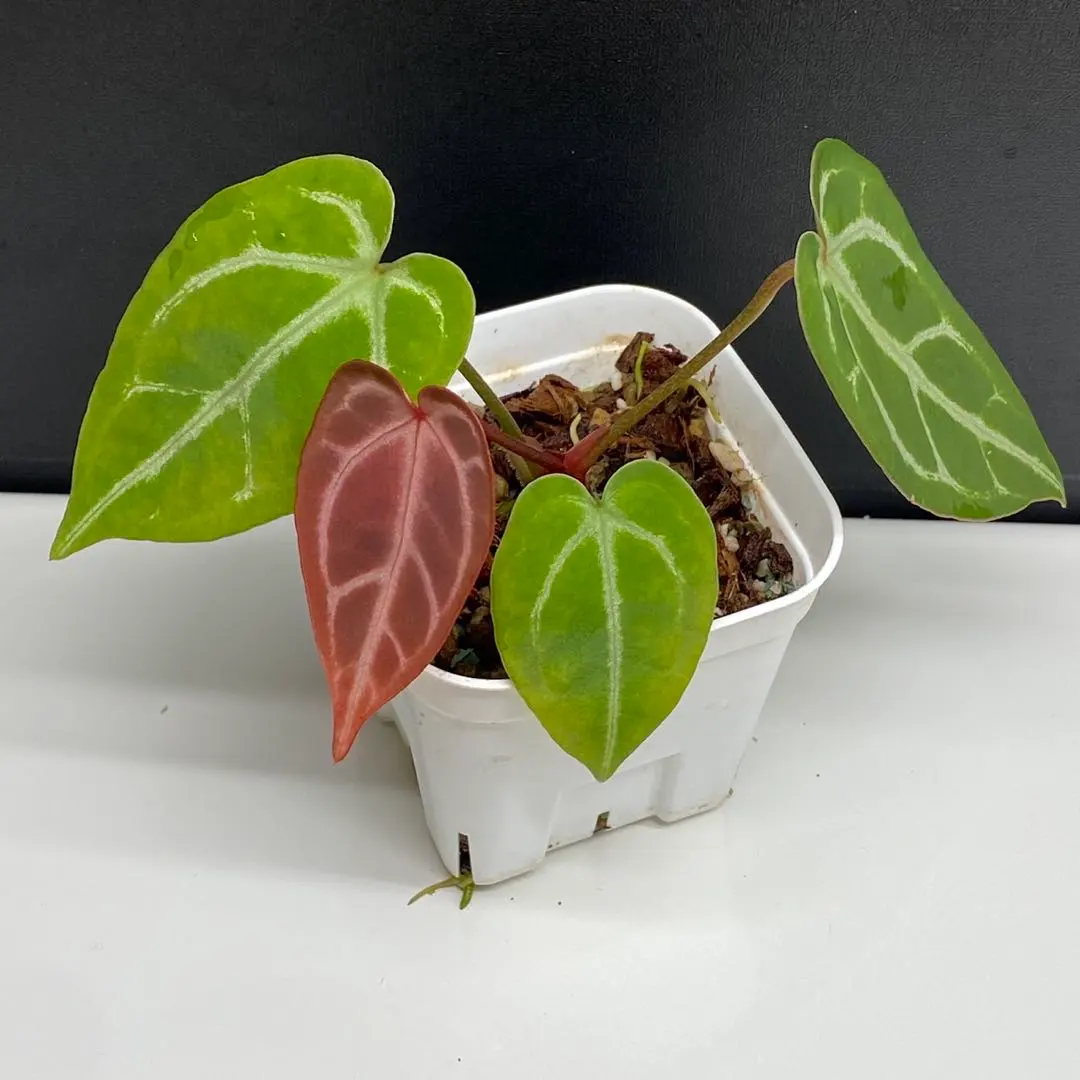 2026年最新】anthurium dressleriの人気アイテム - メルカリ