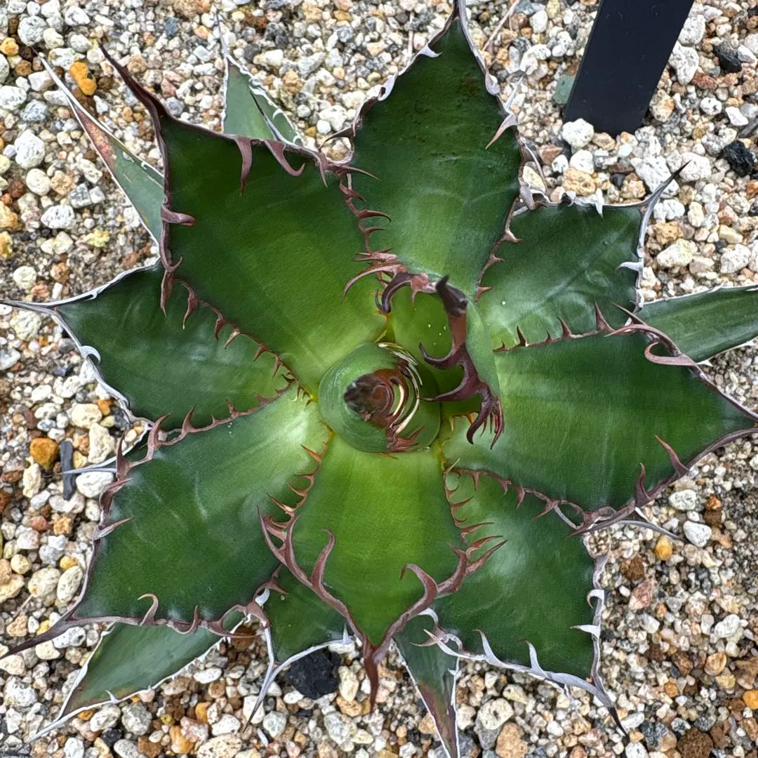 2026年最新】ホリダ 斑入りの人気アイテム - メルカリ