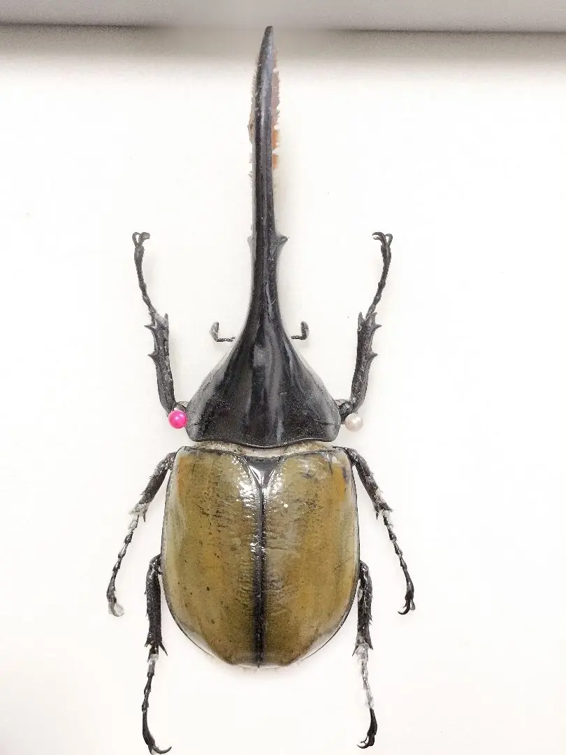 2026年最新】リッキー 標本の人気アイテム - メルカリ