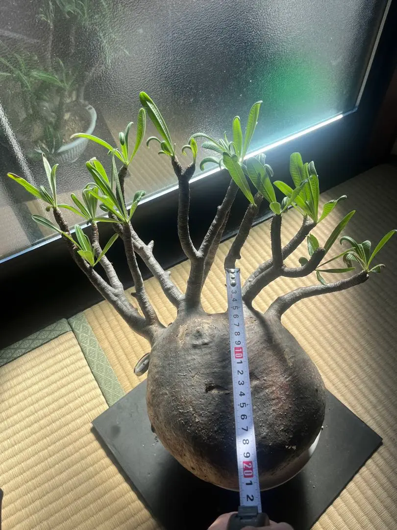 2026年最新】未発根グラキリスの人気アイテム - メルカリ