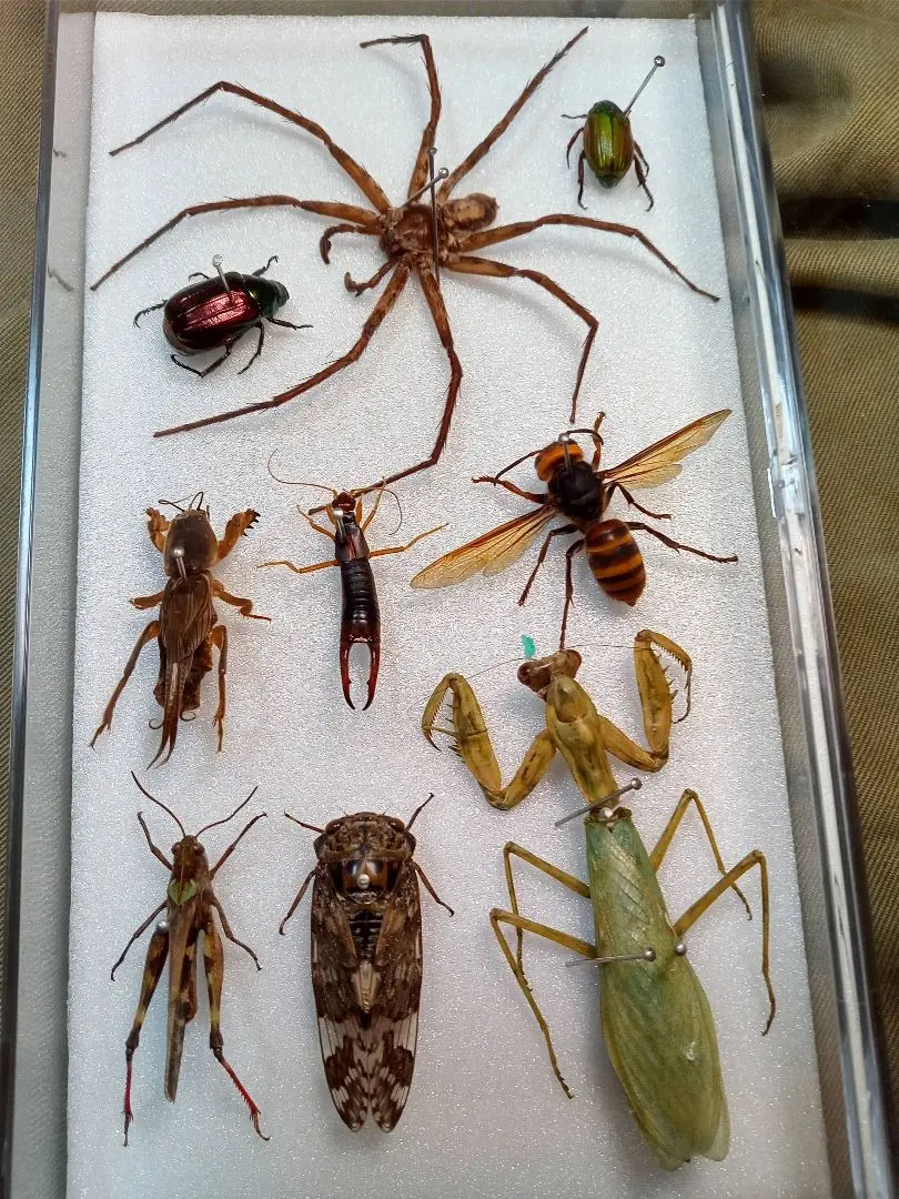 2026年最新】バッタ 標本の人気アイテム - メルカリ
