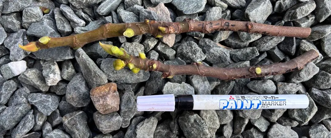 2026年最新】イチジク苗木ウォーターメロンラッシュの人気アイテム