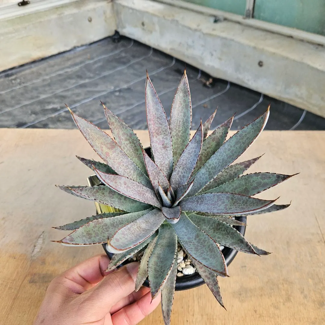 2026年最新】マンガベ ブラッドスポットの人気アイテム - メルカリ