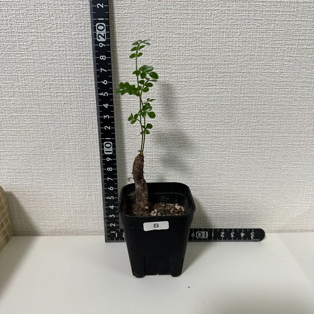 2026年最新】オペルクリカリア デカリーの人気アイテム - メルカリ