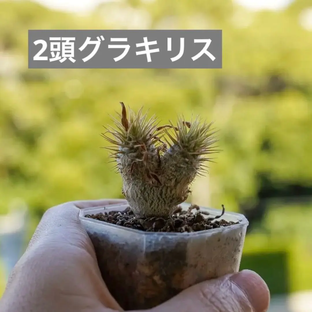 2026年最新】グラキリス 2頭 実生の人気アイテム - メルカリ