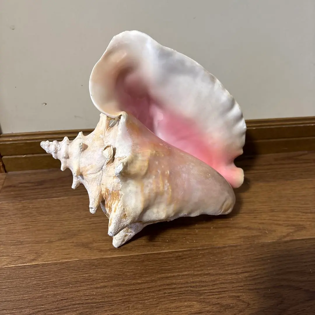 2026年最新】ピンク法螺貝の人気アイテム - メルカリ