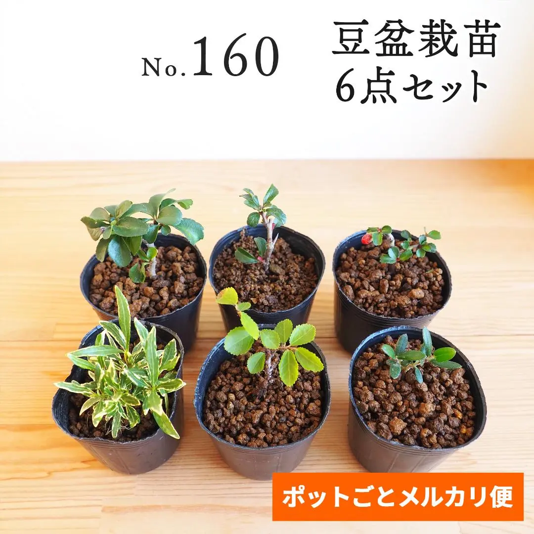 2026年最新】斑入り オリーブの人気アイテム - メルカリ