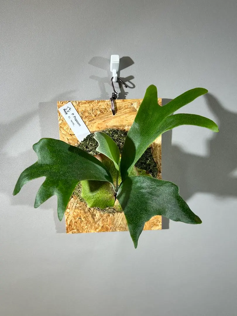 2026年最新】Popcorn ビカクシダの人気アイテム - メルカリ