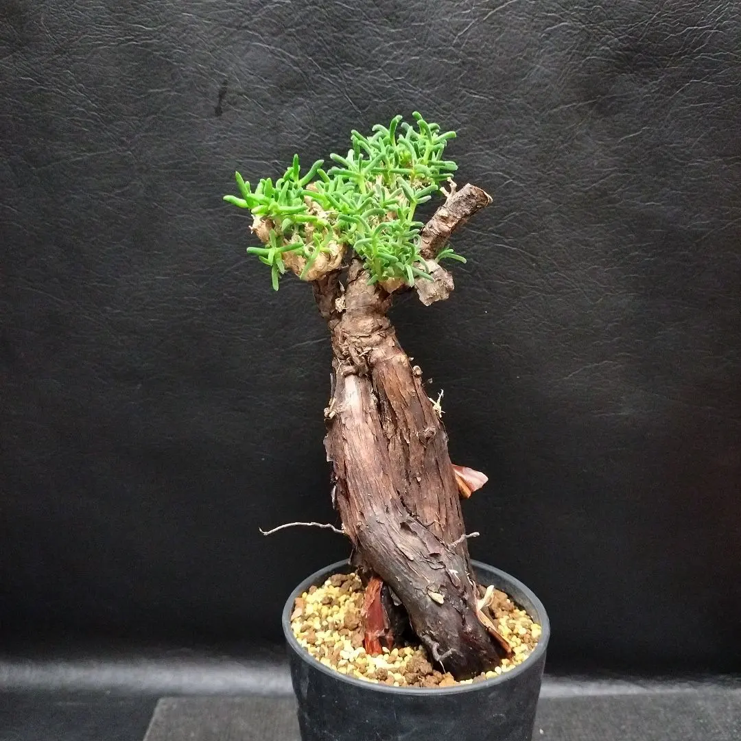 2026年最新】メストクレマ ツベローサムの人気アイテム - メルカリ