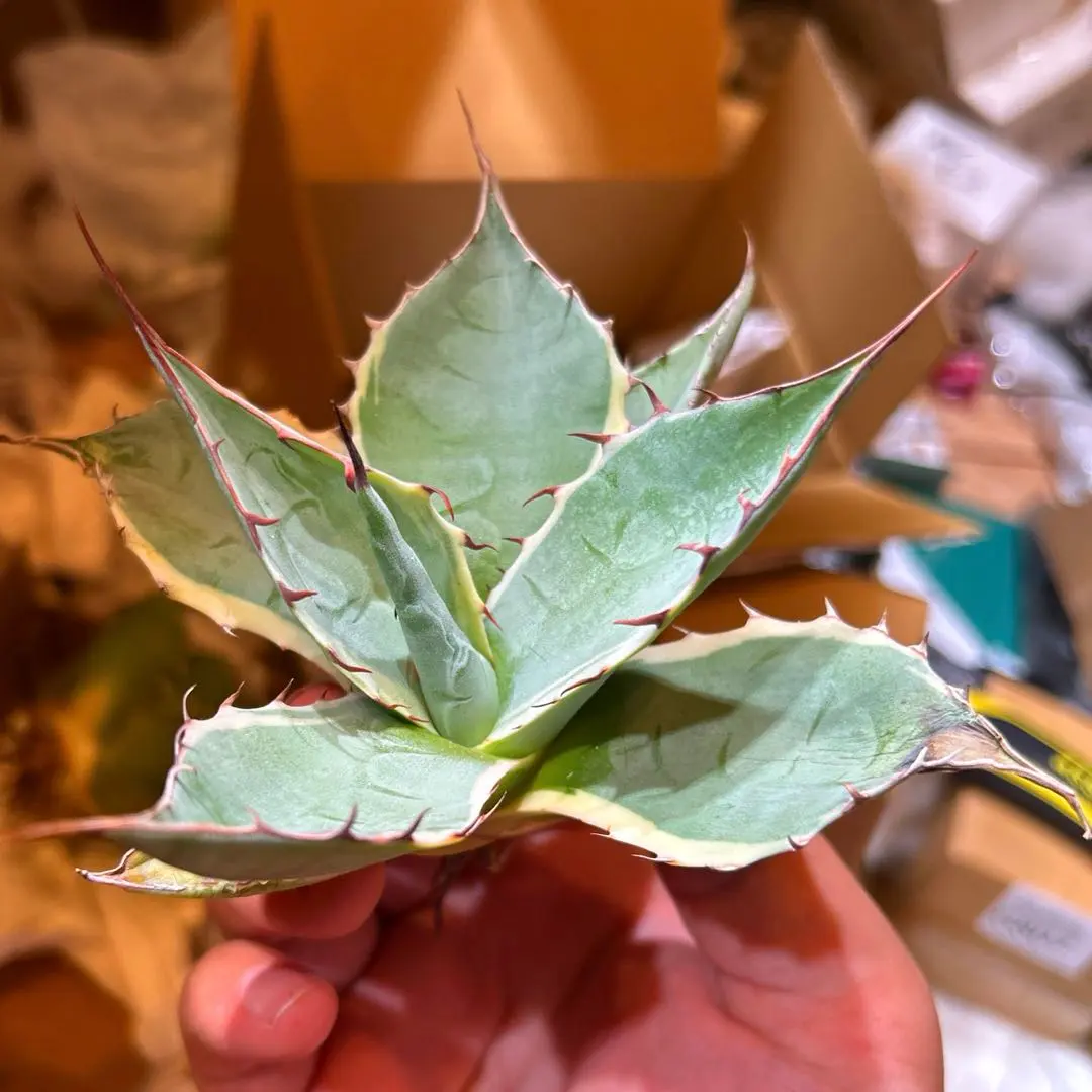 2026年最新】パラサナ シースターの人気アイテム - メルカリ