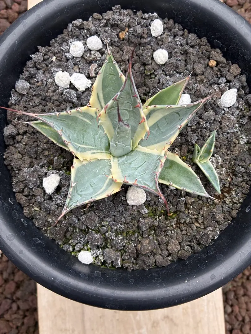 2026年最新】アガベ パラサナ インプレッショニストの人気アイテム