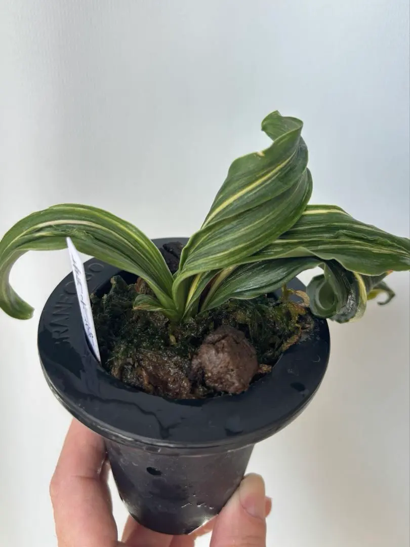 2026年最新】万年青 獅子の人気アイテム - メルカリ