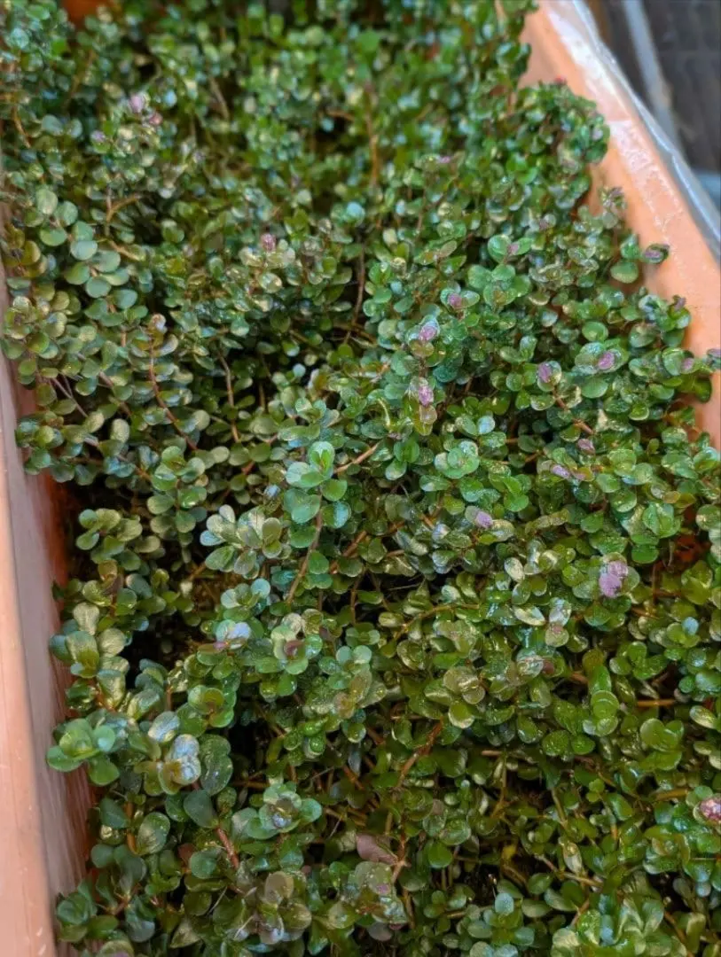 2026年最新】ホシクサspの人気アイテム - メルカリ