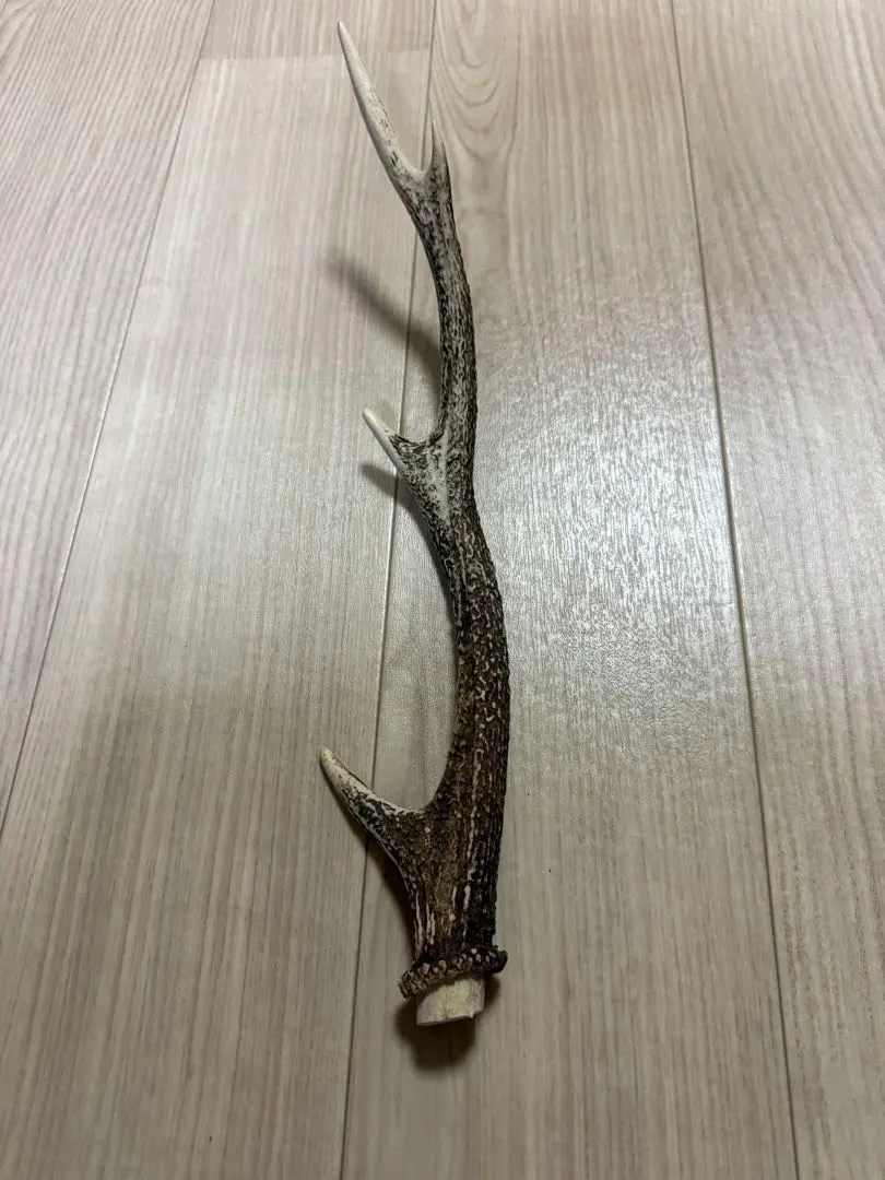 2026年最新】鹿の角ランタンハンガーの人気アイテム - メルカリ