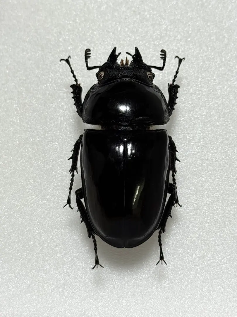 2026年最新】タランドゥス 標本の人気アイテム - メルカリ