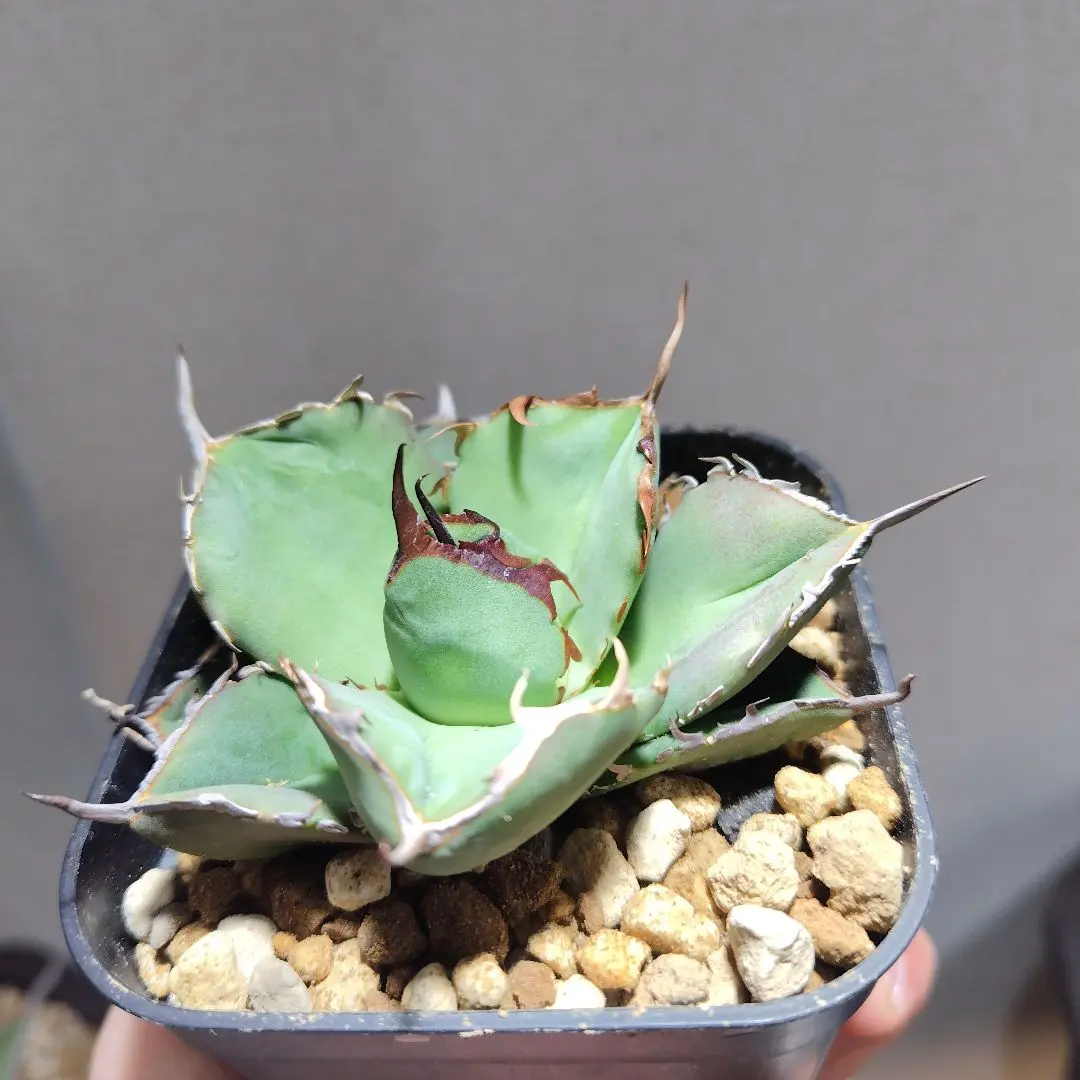 2026年最新】品種名：チタノタ・ジャガーノート(破壊神) アガベの人気