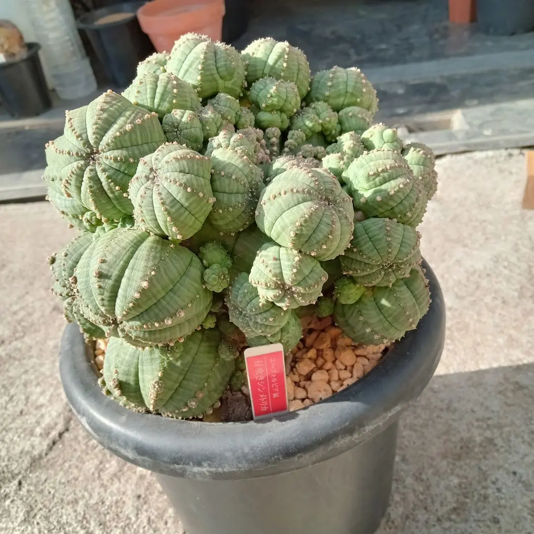 2026年最新】子吹きシンメトリカの人気アイテム - メルカリ