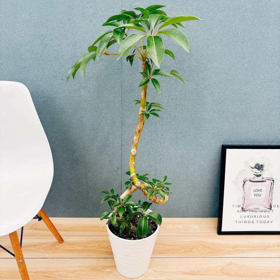 2026年最新】ブラッサイアの人気アイテム - メルカリ