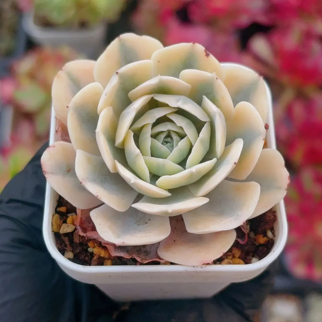 2026年最新】アンナ錦の人気アイテム - メルカリ