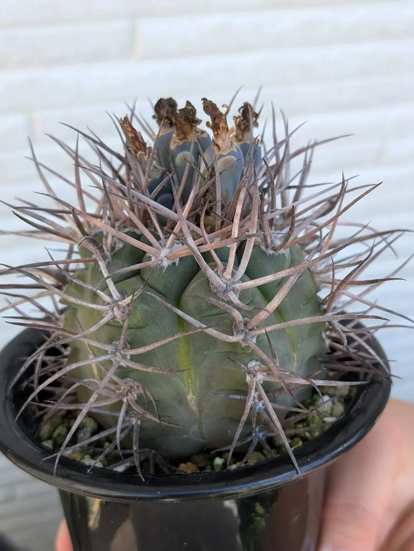 2026年最新】守金魔天竜の人気アイテム - メルカリ