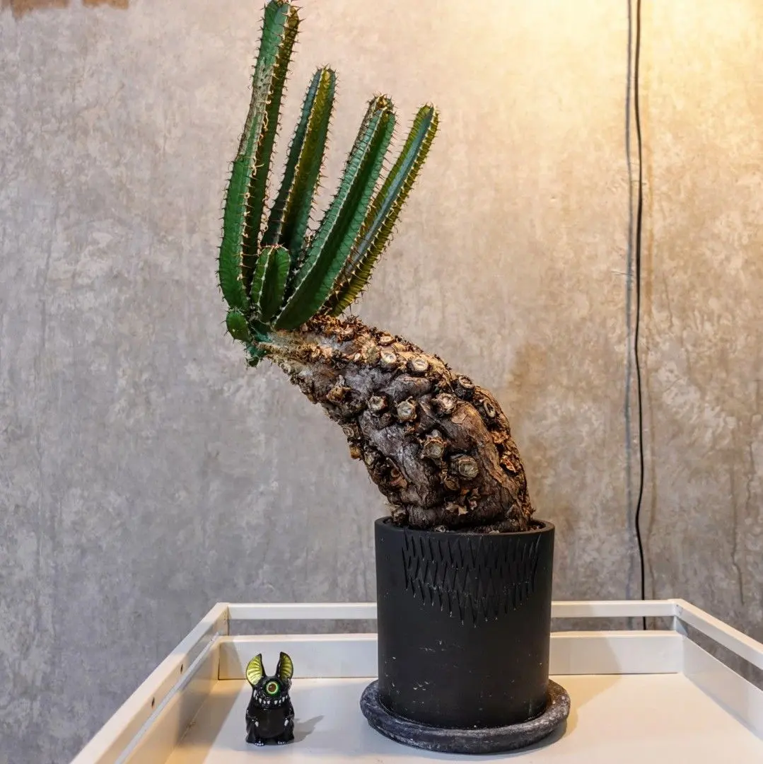 2026年最新】ユーフォルビア ムランジーナの人気アイテム - メルカリ