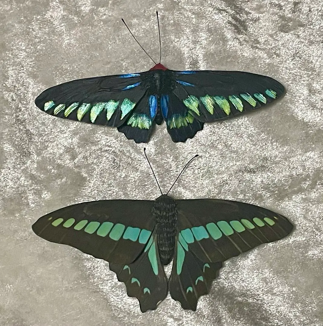 2026年最新】蝶 標本 アカエリトリバネアゲハの人気アイテム - メルカリ