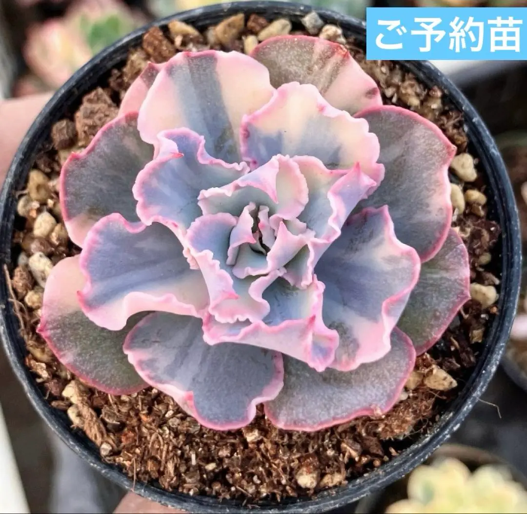 2026年最新】フローレンス錦の人気アイテム - メルカリ