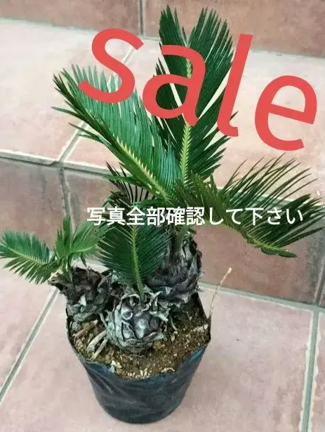2026年最新】大きいソテツの人気アイテム - メルカリ