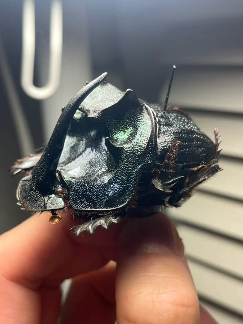 2026年最新】標本 ニジダイコクの人気アイテム - メルカリ