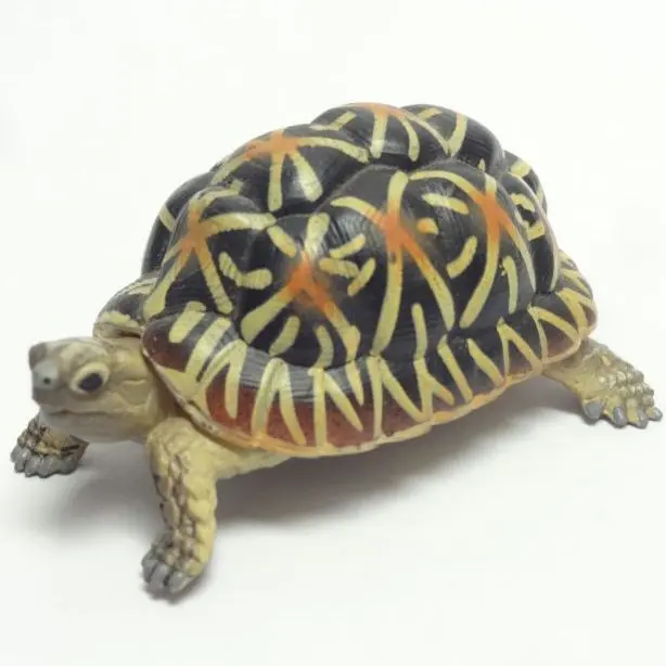 2026年最新】ネイチャー ミドリガメの人気アイテム - メルカリ