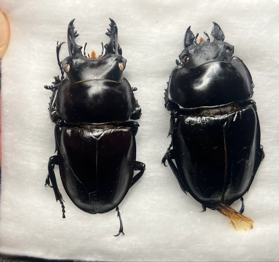 ダ*ド様 アマミマルバネクワガタWD標本54.9㎜希少