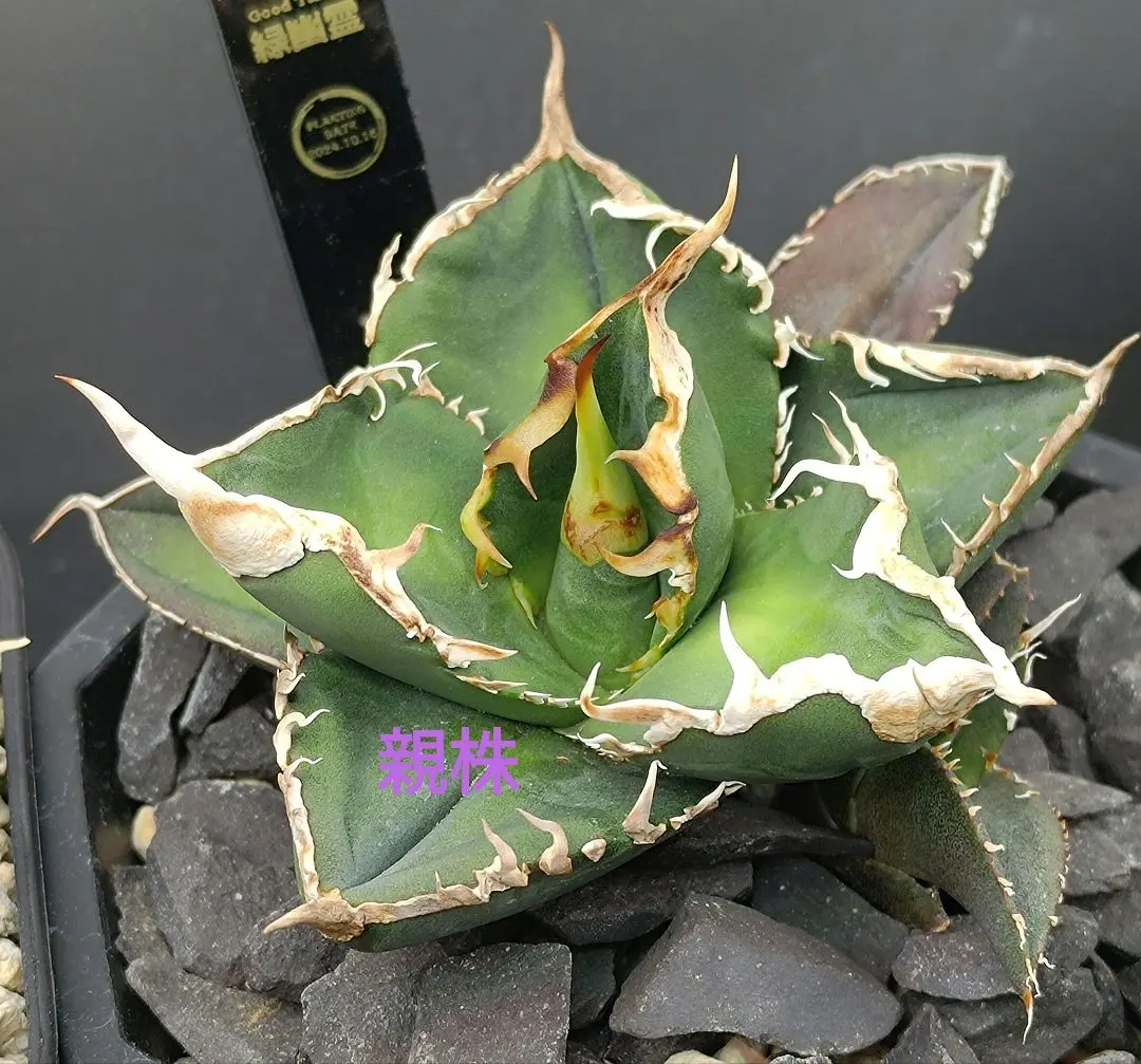 2026年最新】goodtanikuの人気アイテム - メルカリ