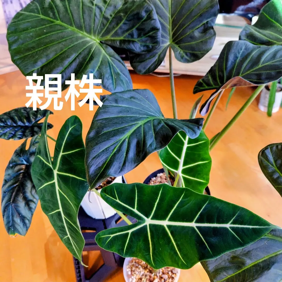 2026年最新】アロカシア シヌアータの人気アイテム - メルカリ