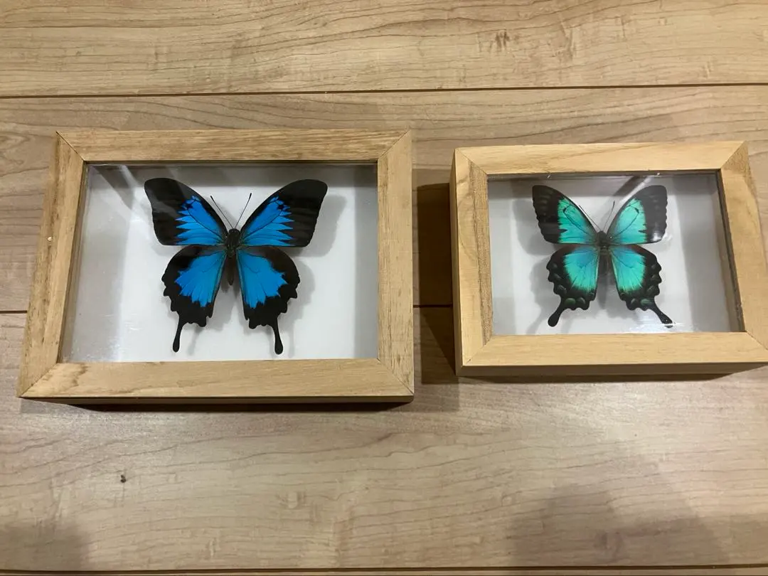 2026年最新】オオルリアゲハ 標本の人気アイテム - メルカリ