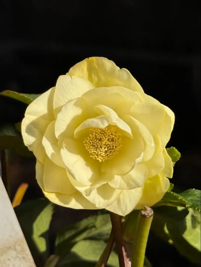 2026年最新】かぐや姫 クリスマスローズの人気アイテム - メルカリ