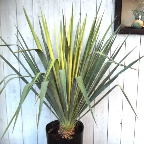 2026年最新】ユッカゴールデンソードの人気アイテム - メルカリ