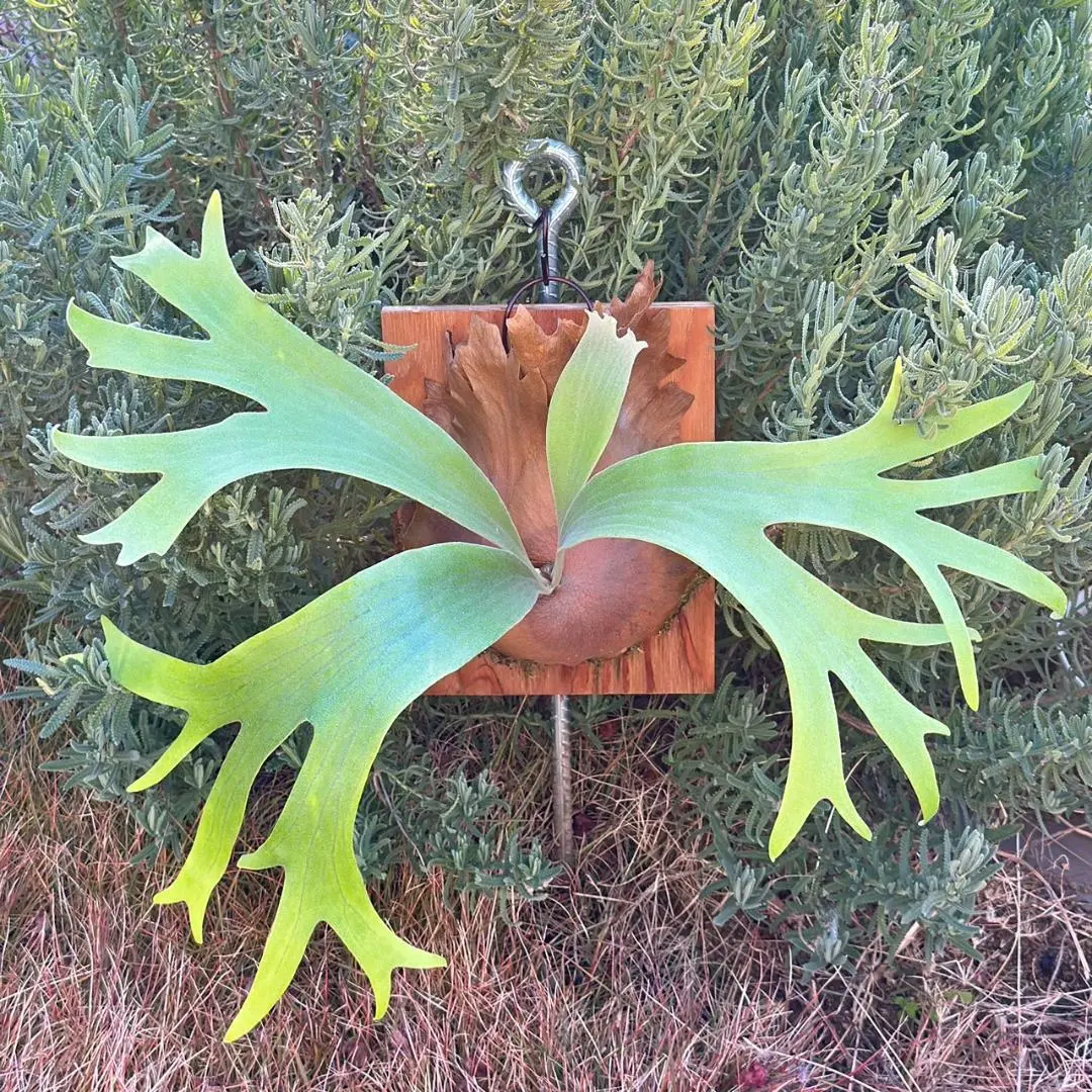 2026年最新】ss foongの人気アイテム - メルカリ ビカクシダss.foong