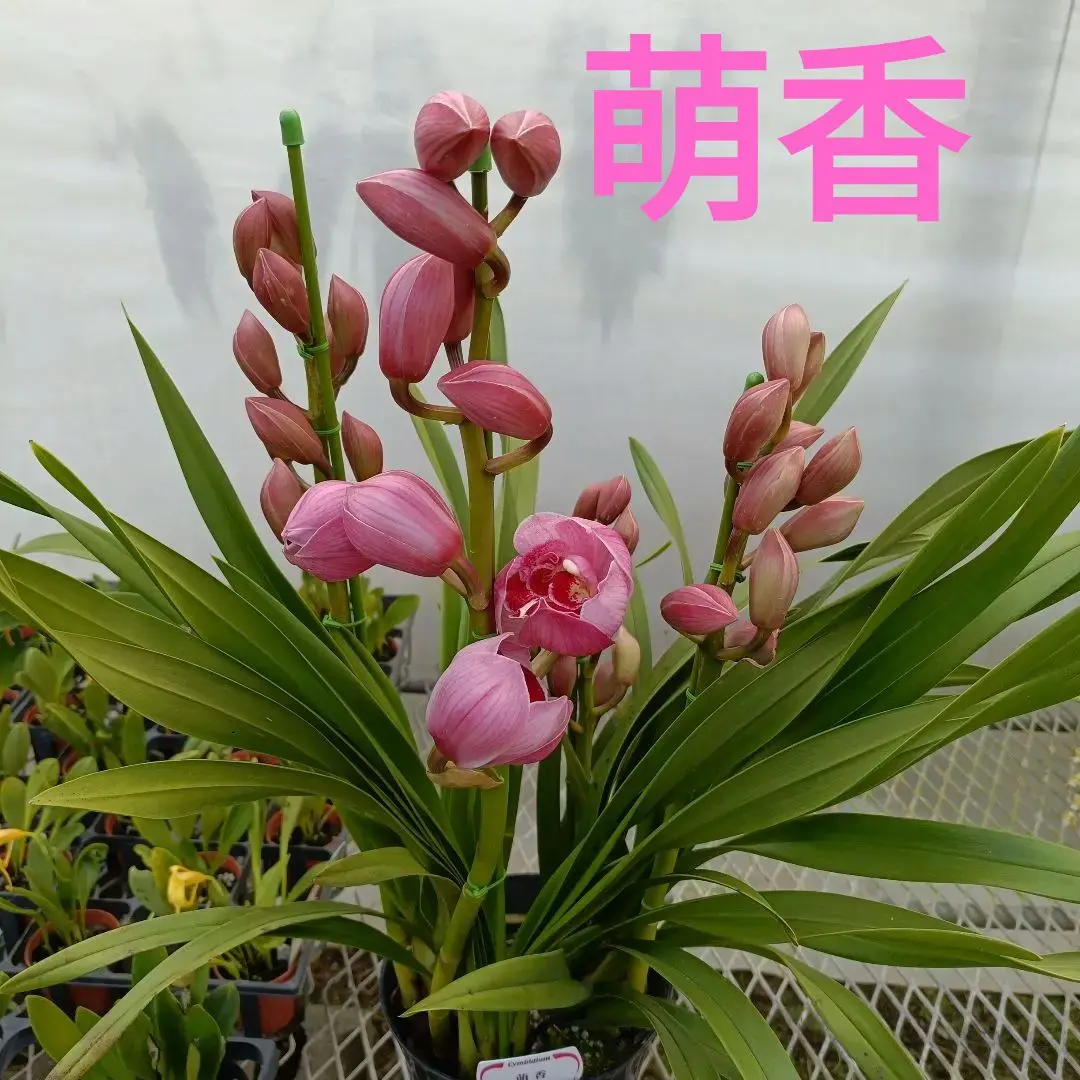 2026年最新】シンビジューム 萌香の人気アイテム - メルカリ