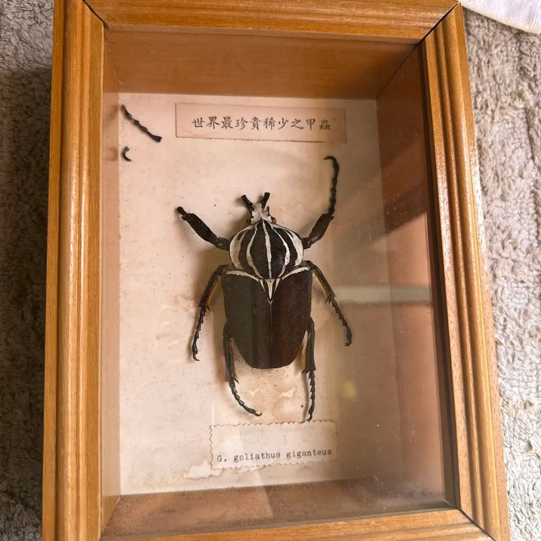2026年最新】ゴライアスオオツノハナムグリ 標本の人気アイテム - メルカリ