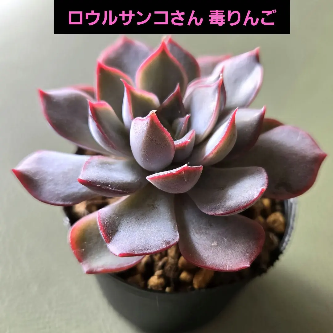2026年最新】毒りんご ロウルサンコの人気アイテム - メルカリ