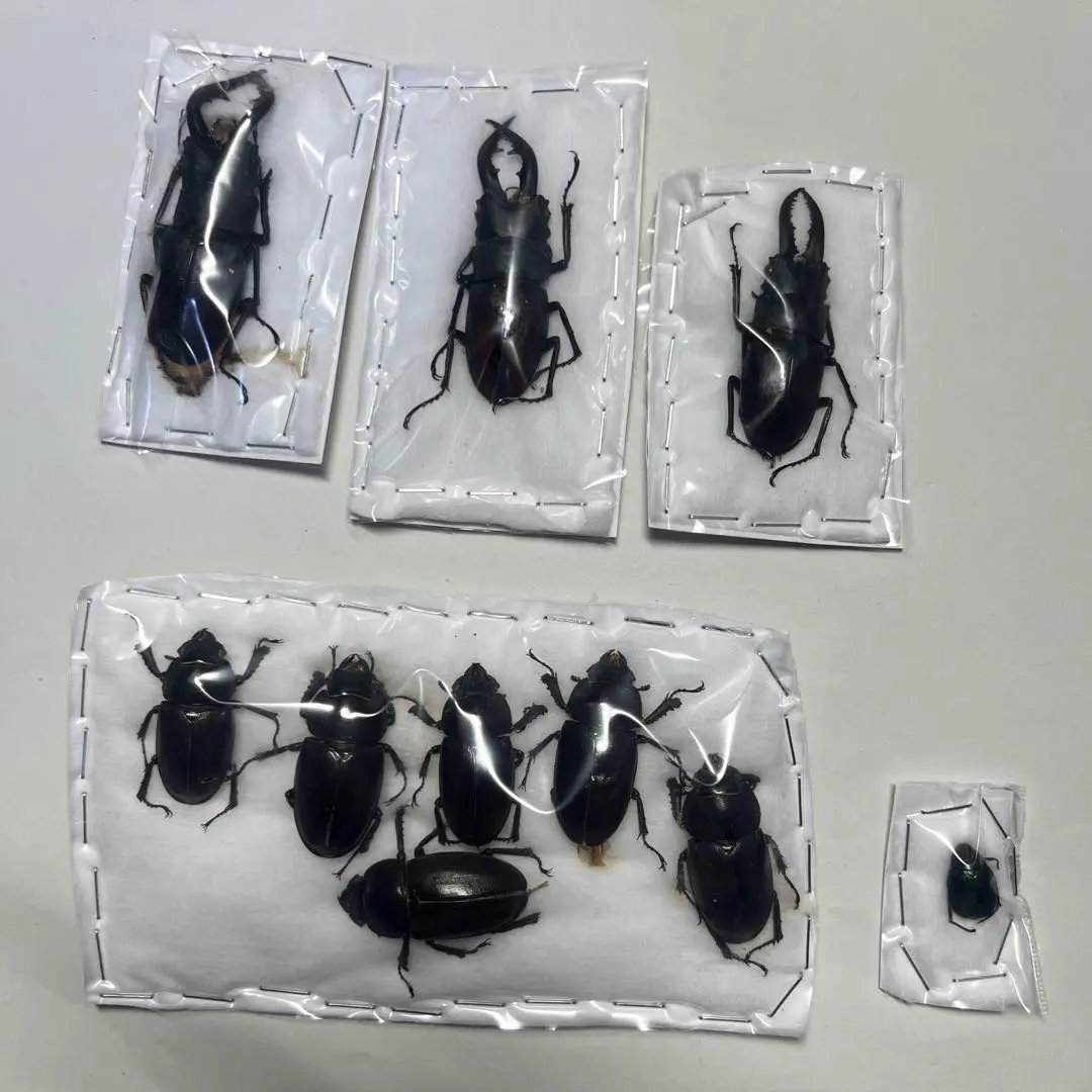 2026年最新】コガネムシ標本の人気アイテム - メルカリ