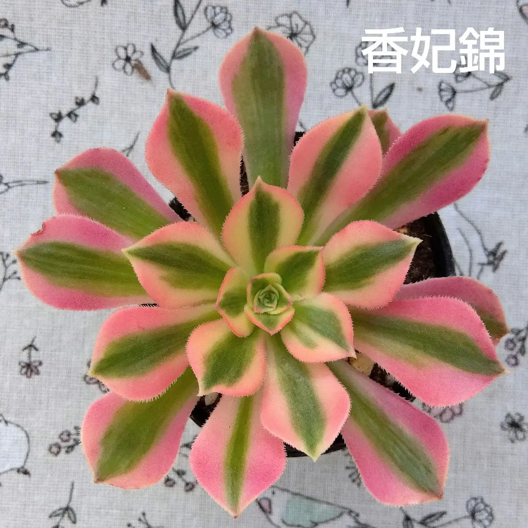 2026年最新】香妃錦の人気アイテム - メルカリ